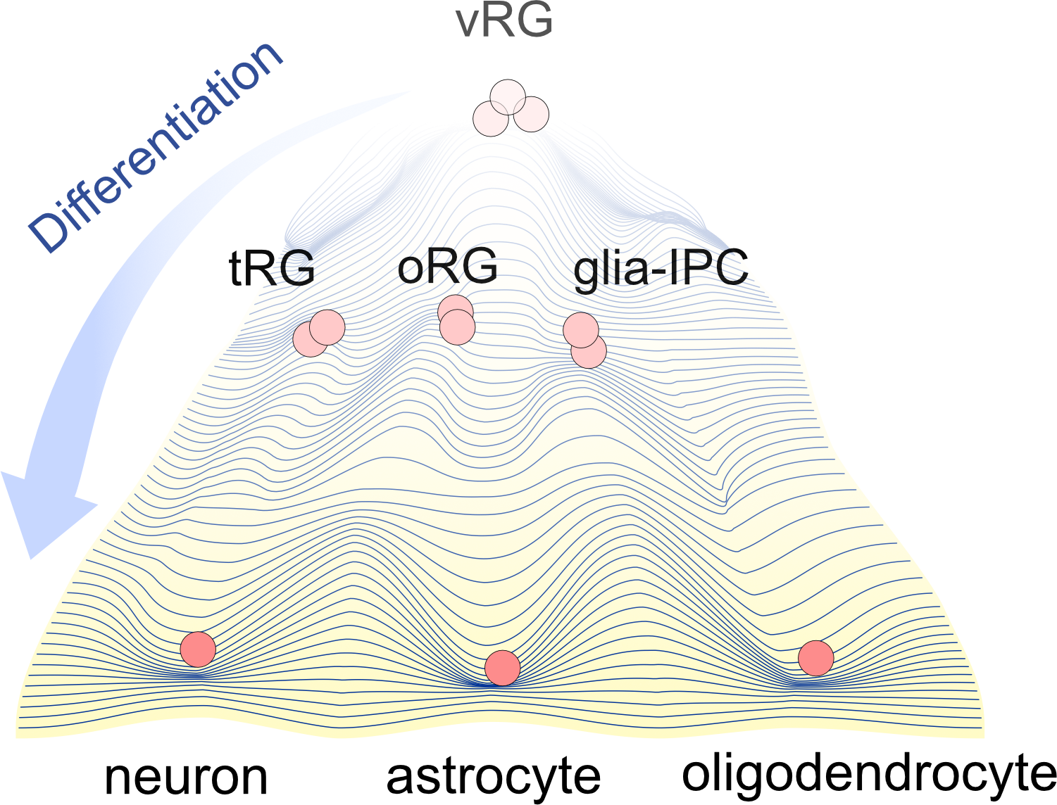 Cortical development trajectory scheme
